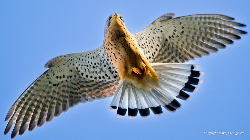 Kestrel Amsterdam Water Supply Dunes