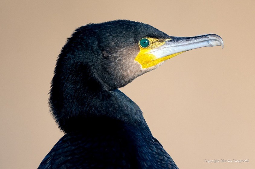 Cormorant Diemerpark