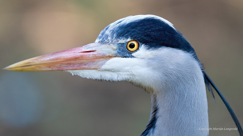 Blue heron Frankendael