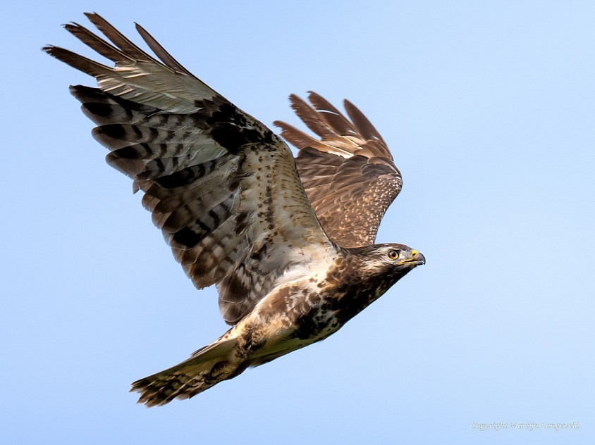 Buzzard Gardens of West