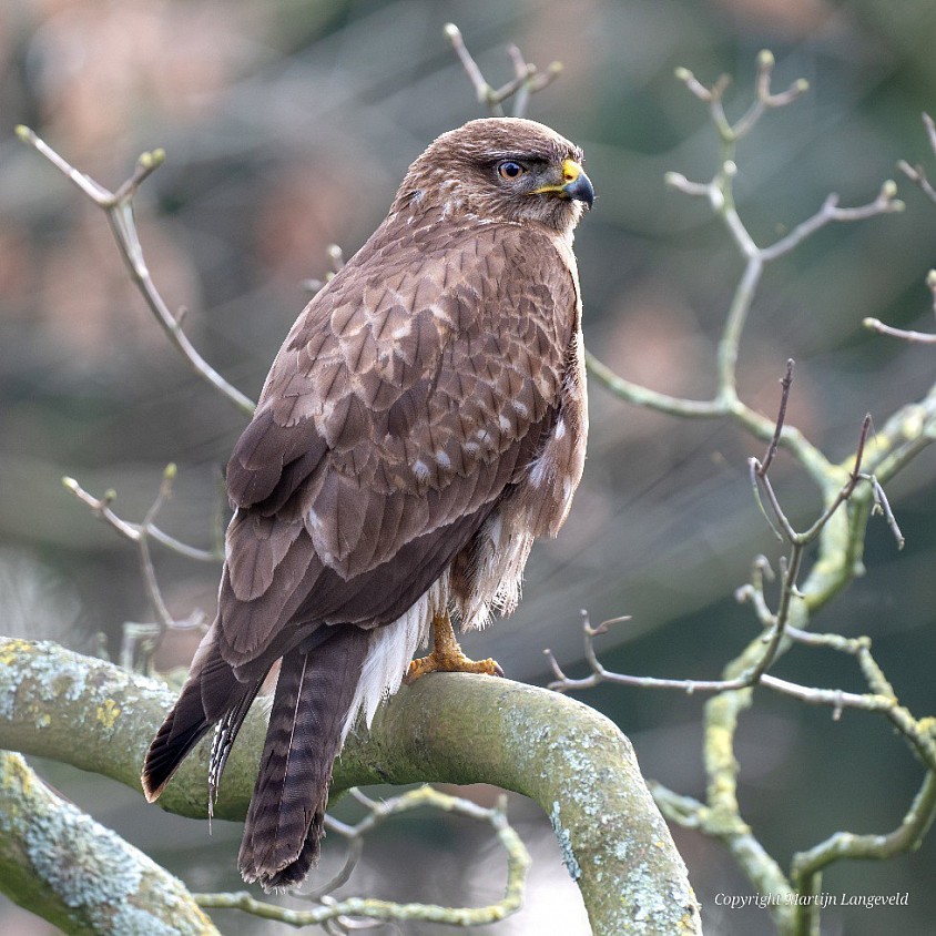 Buzzard Frankendael