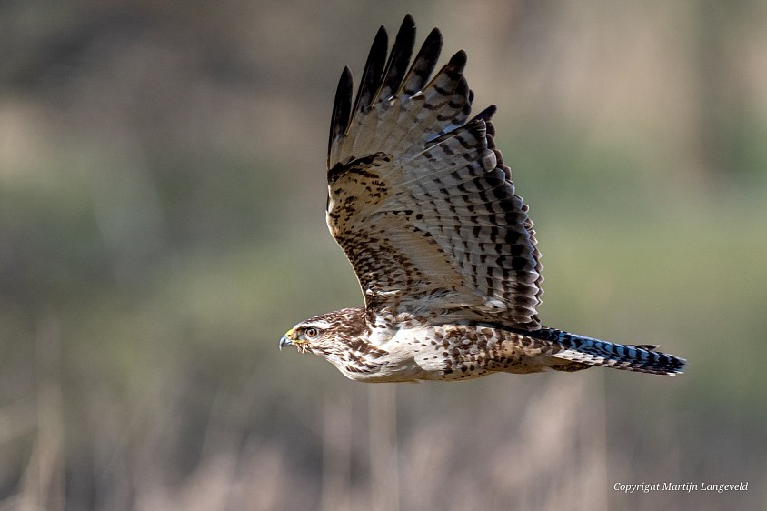 Buzzard Gardens of West