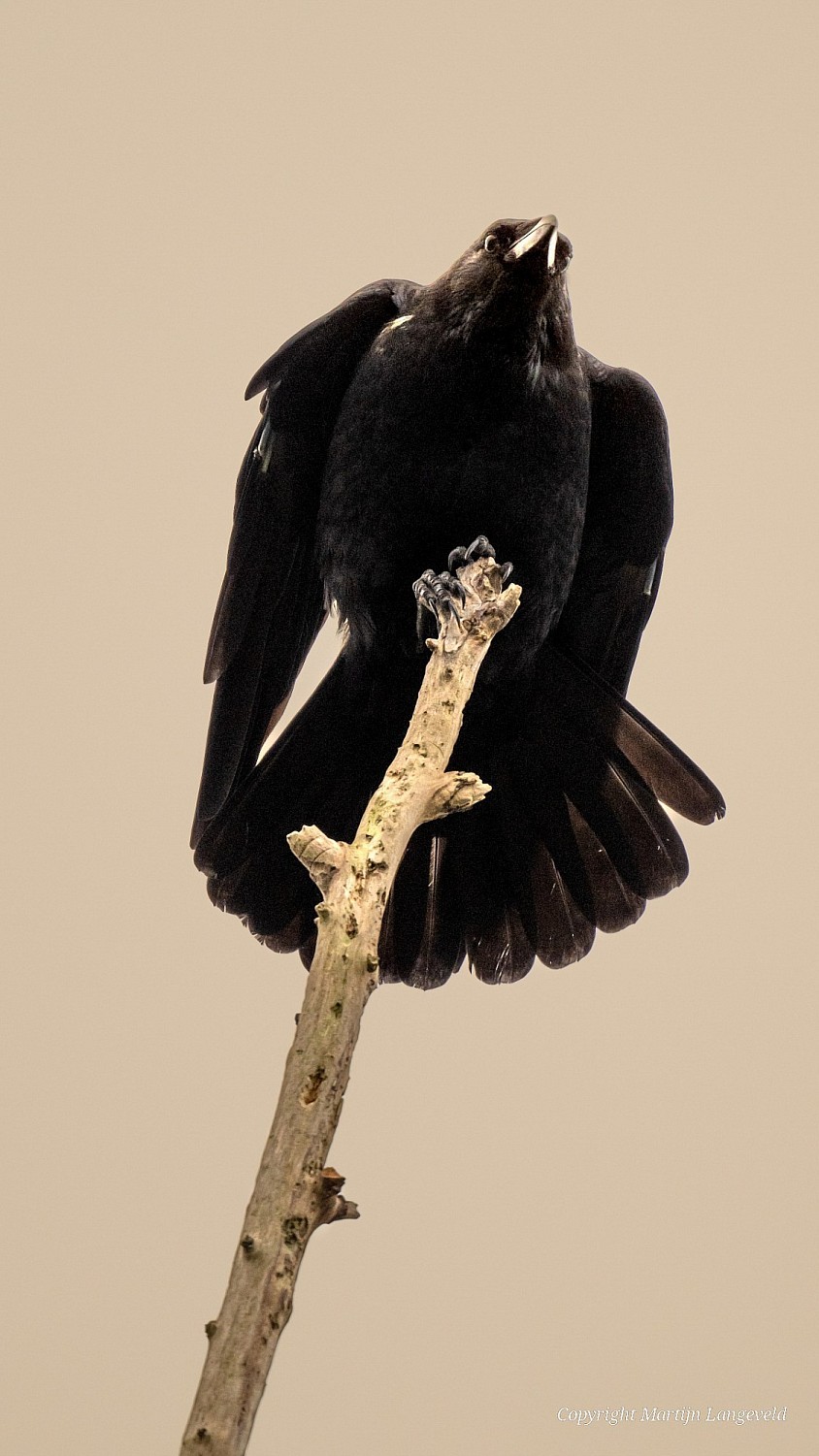 Black Crow Gardens of West