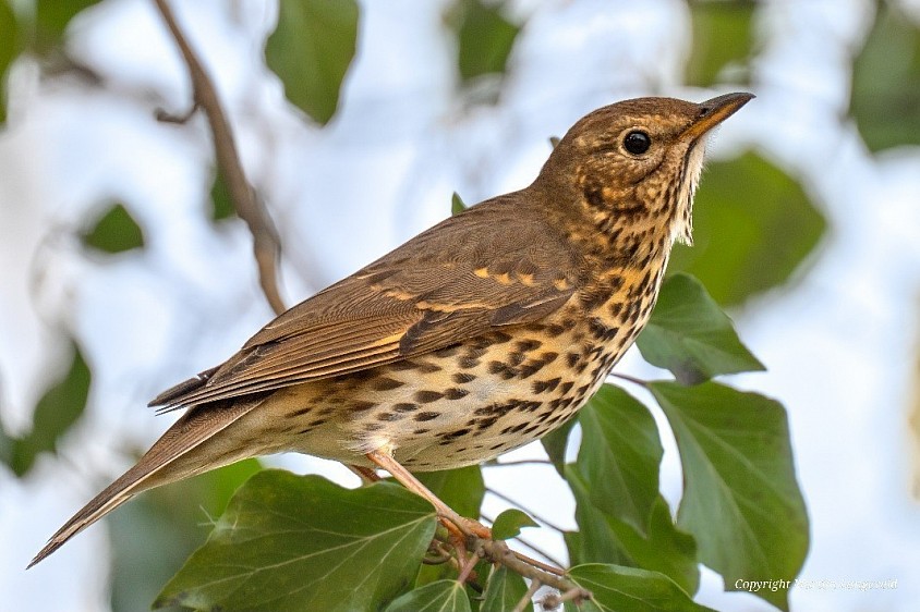 Song Thrush Amsterdamse Bos