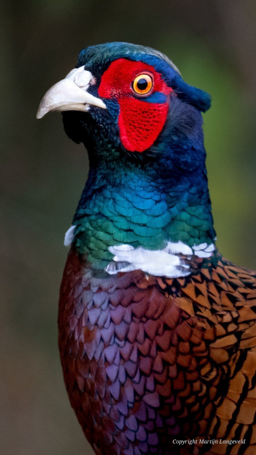 Pheasant Gardens of West