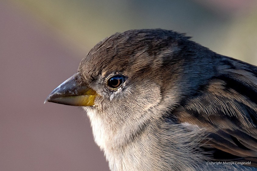House Sparrow Meeuwenlaan Amsterdam North
