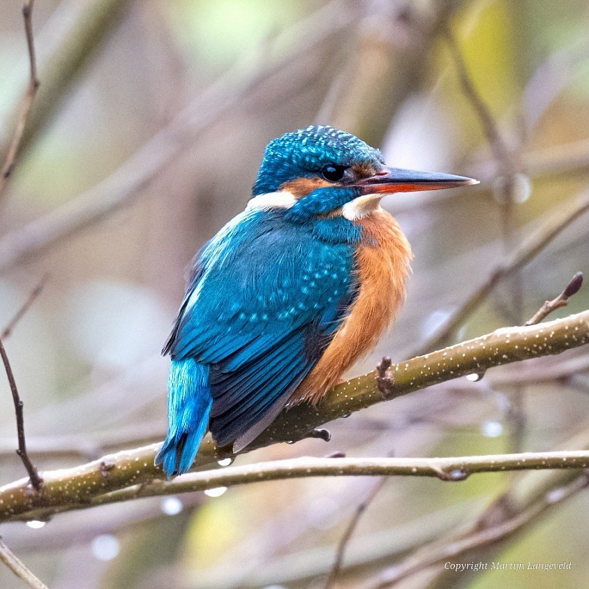 Kingfisher Vondelpark