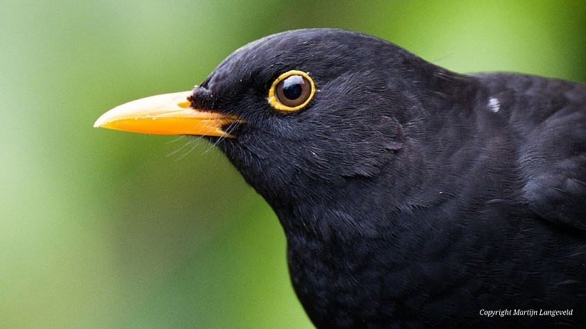 Blackbird Gardens of West