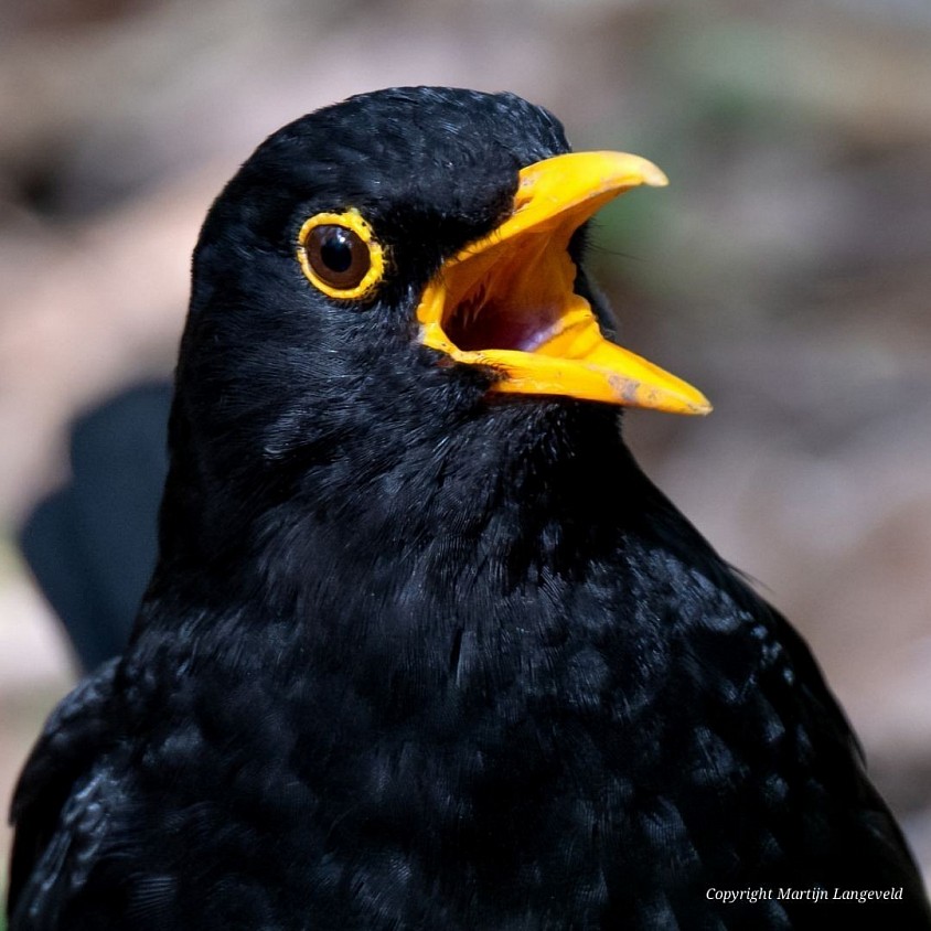 Blackbird Vondelpark