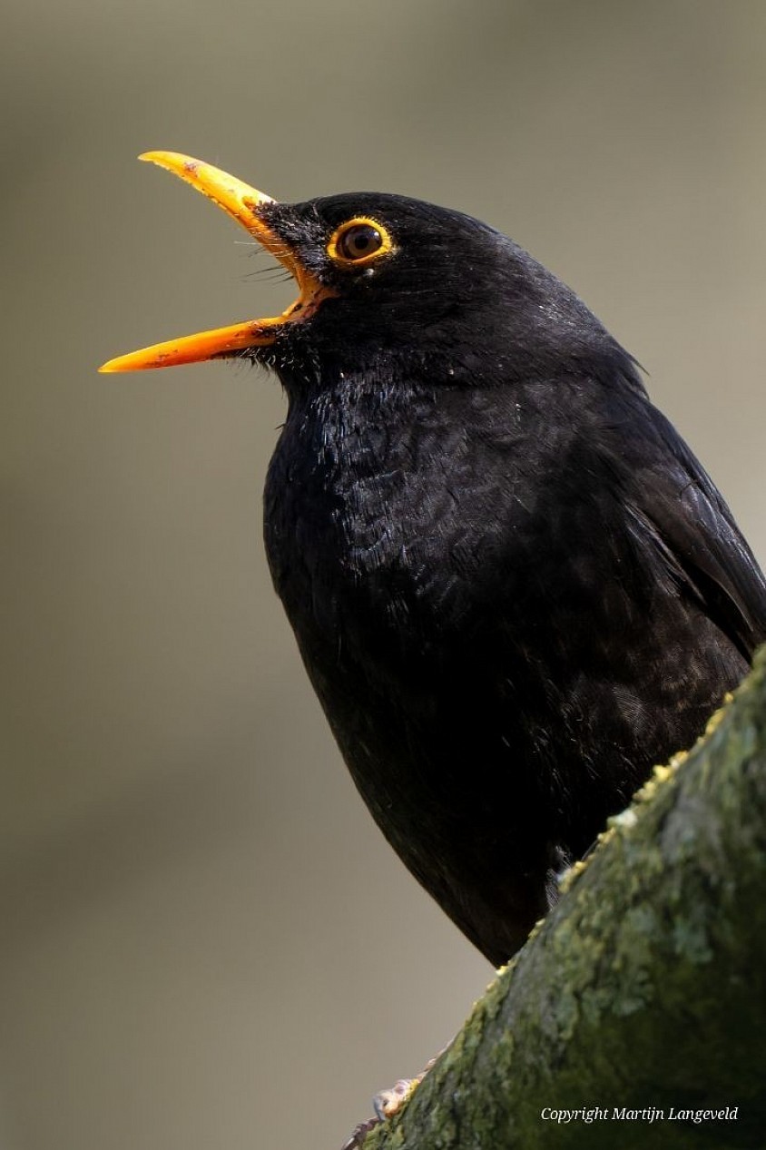 Blackbird April 15, 2026 Gardens of West