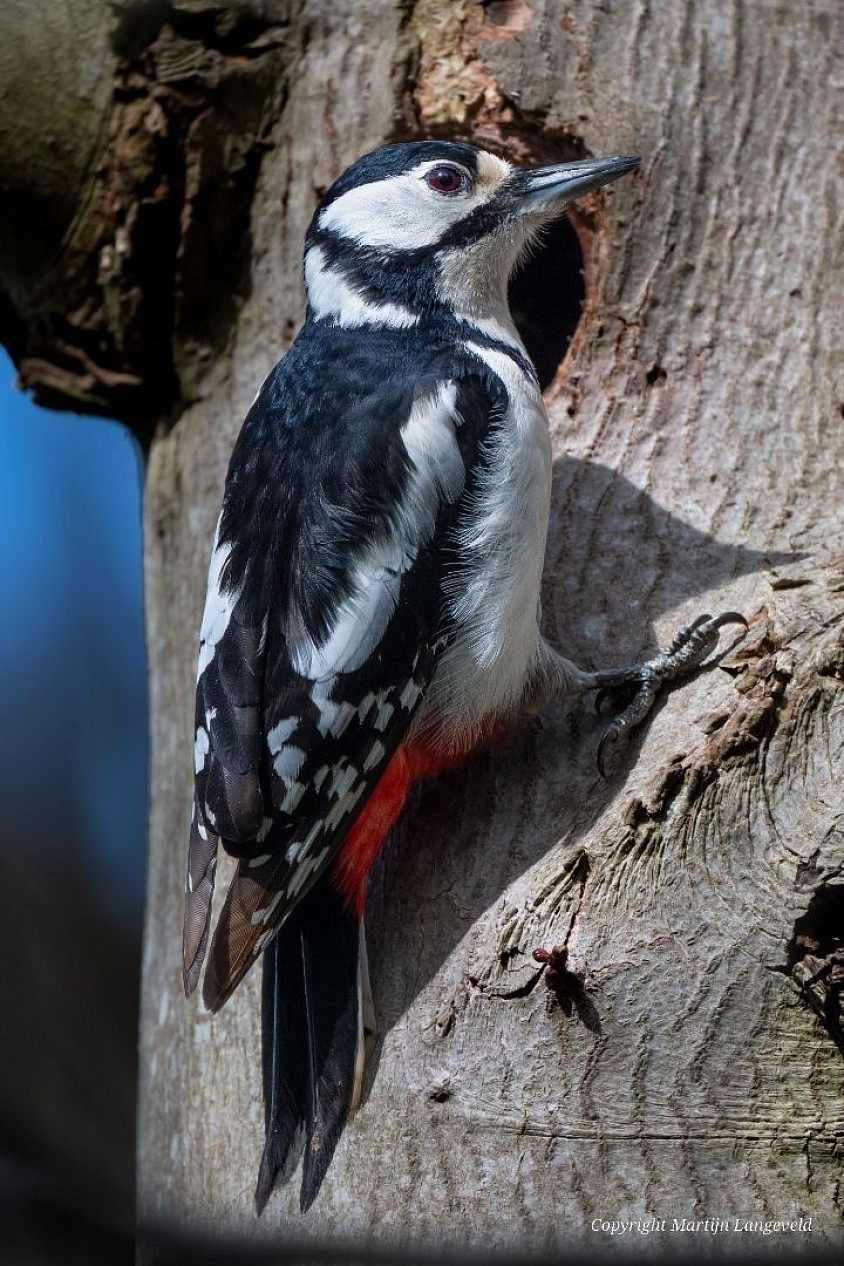 Great spotted woodpecker center Haren(Gr)
