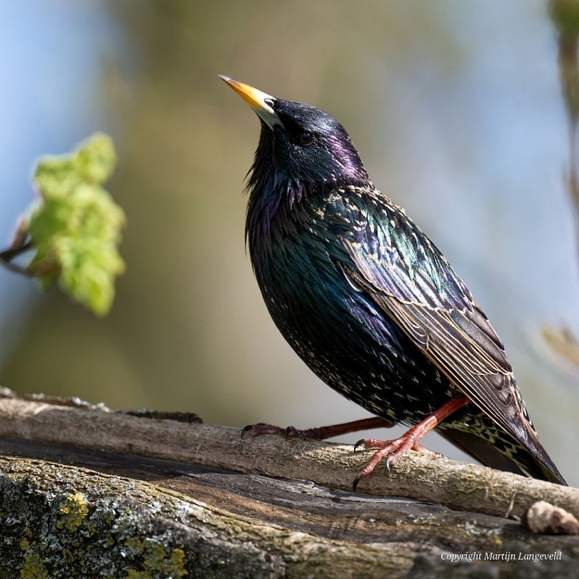Starling Haren(Gr)