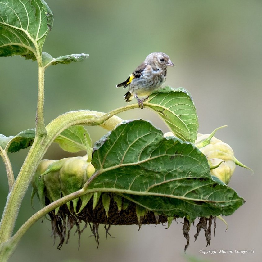 Young goldfinch Burgerbrug