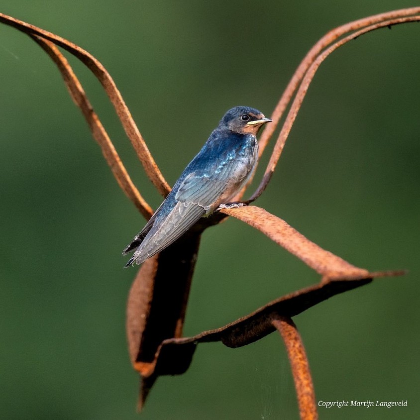 Barn Swallow Burgerbrug