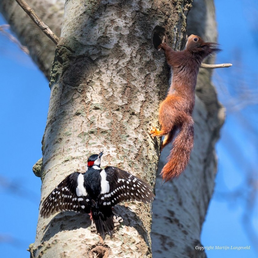 Great spotted woodpecker vs red squirrel Haren(Gr)
