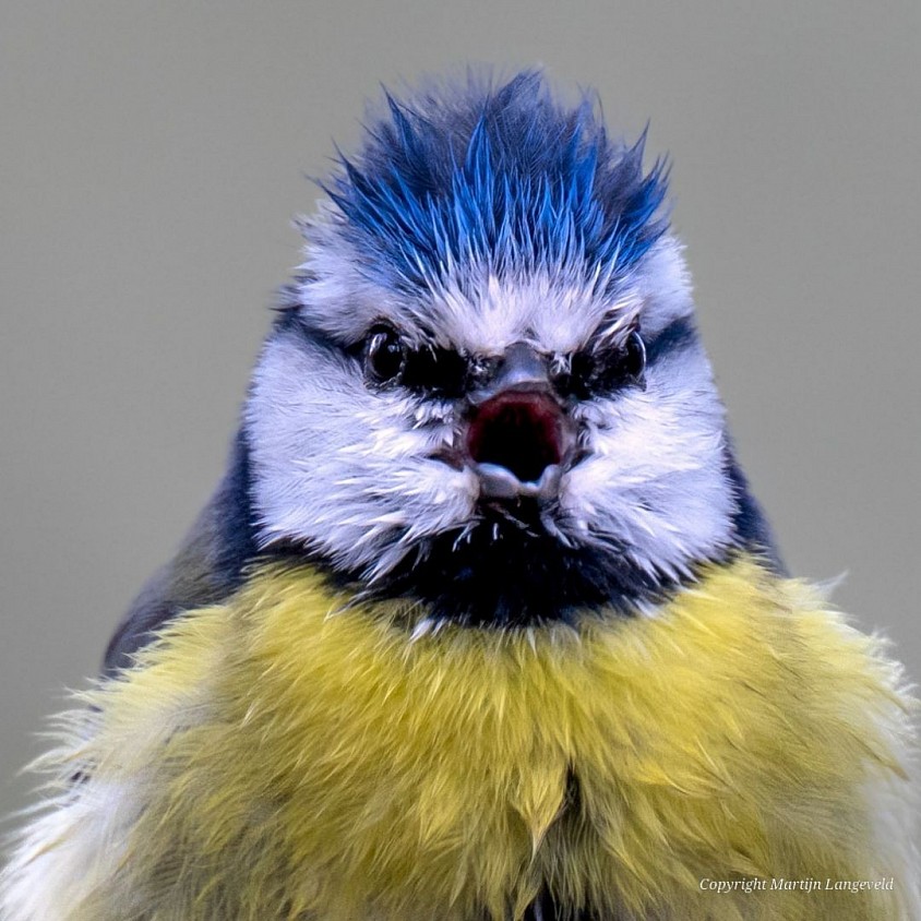 Blue Tit 19 April 2026 Gardens of West