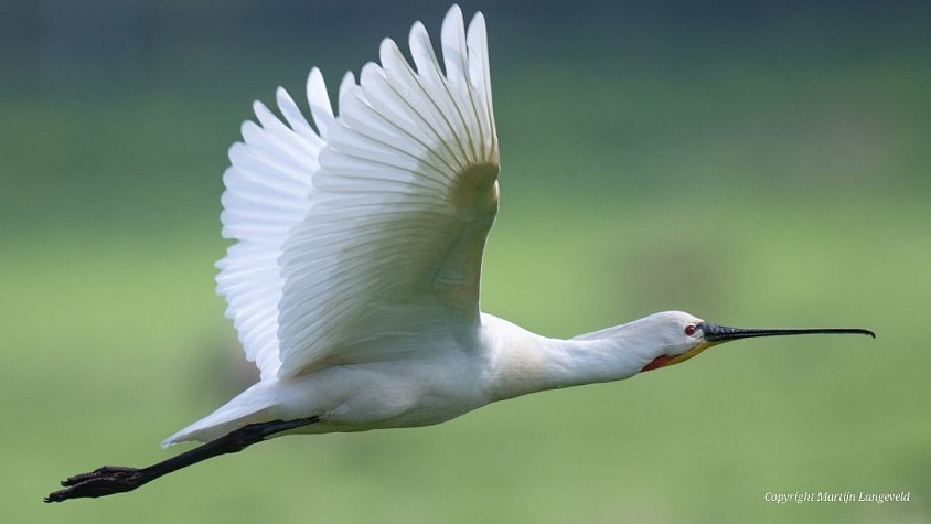 Spoonbill April 19, 2026 Gardens of West