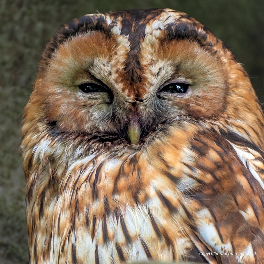 Tawny Owl 25 April 2026 Gardens of West