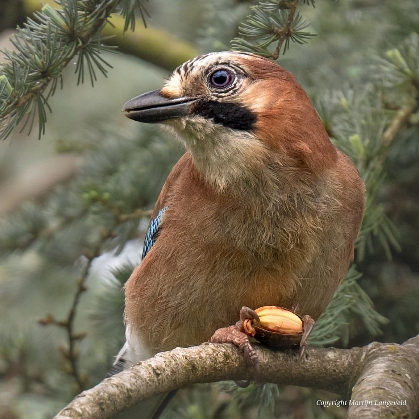 Jay 25 April 2026 Gardens of West