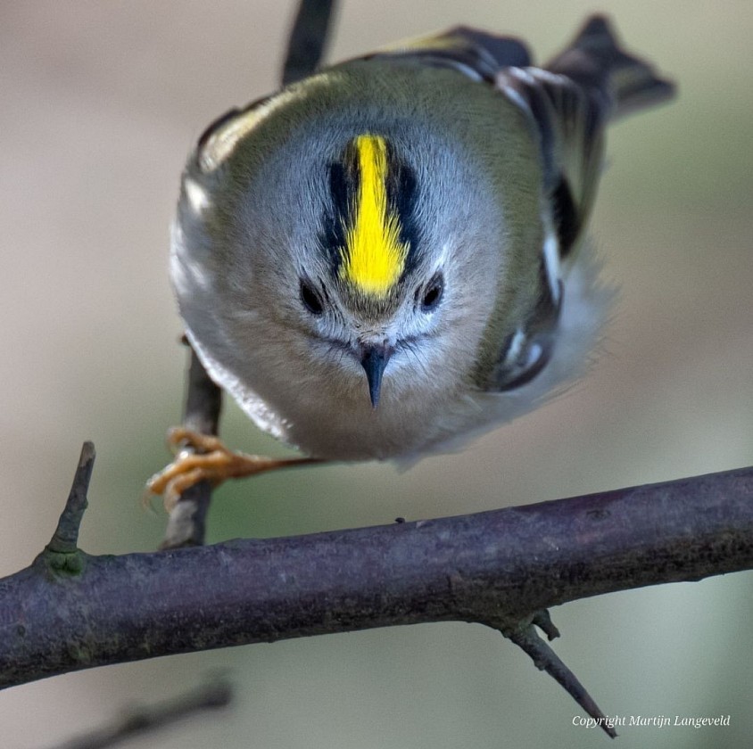 Goldcrest March 16, 2026 Vondelpark