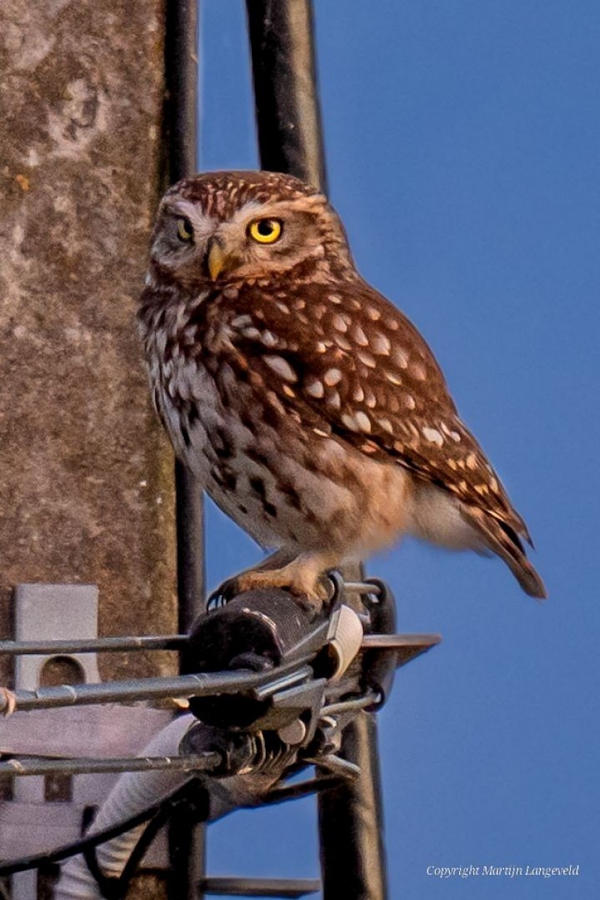 Little Owl - Montreuil-Bellay