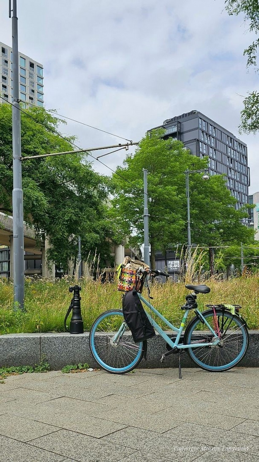 Goldfinch hotspot Sloterdijk