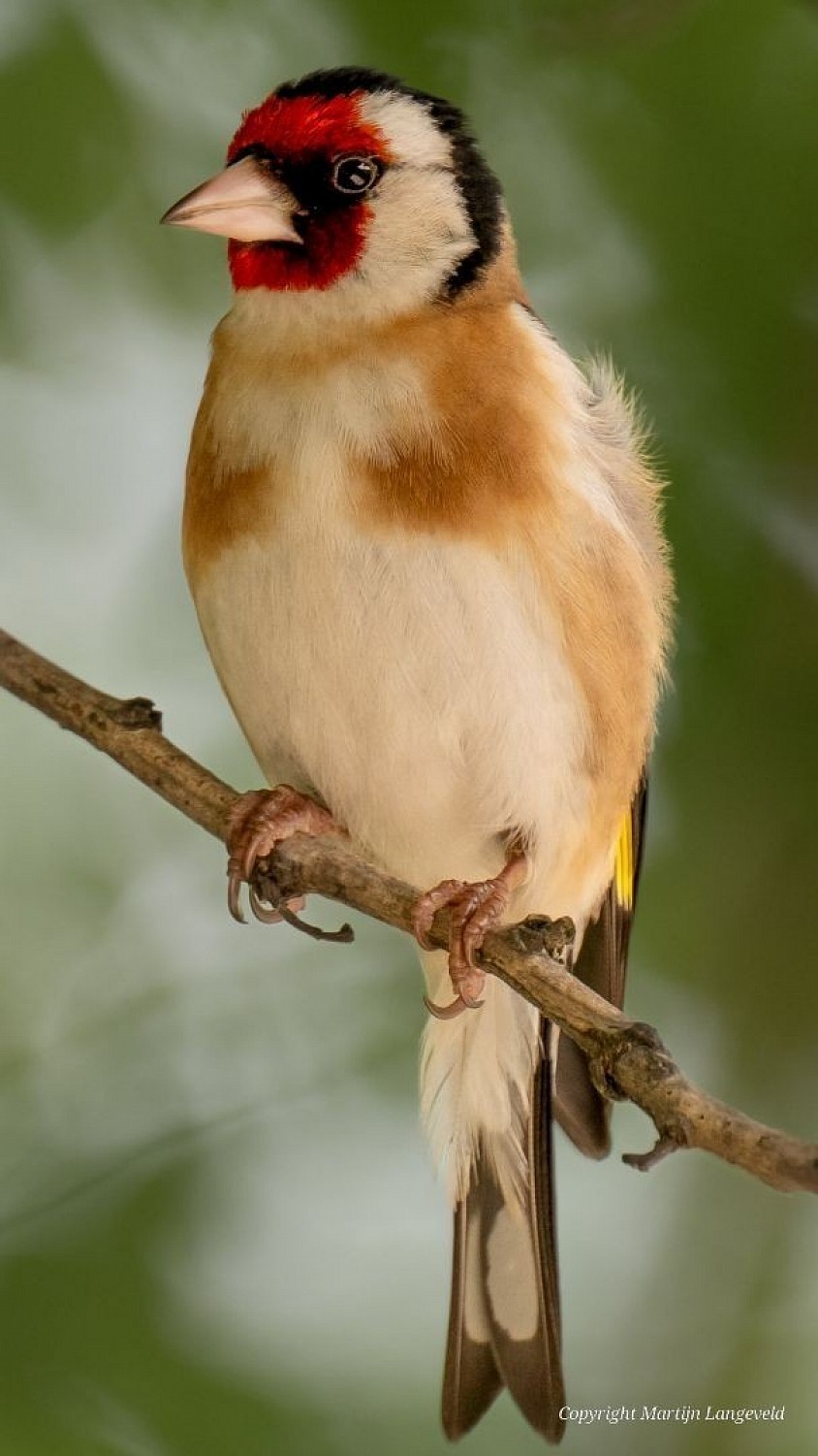 Goldfinch July 4, 2026 Sloterdijk
