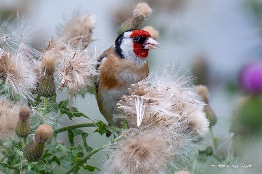 Goldfinch July 4, 2026 Sloterdijk