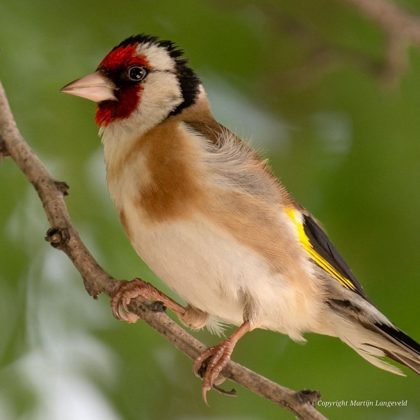 Goldfinch July 4, 2026 Sloterdijk