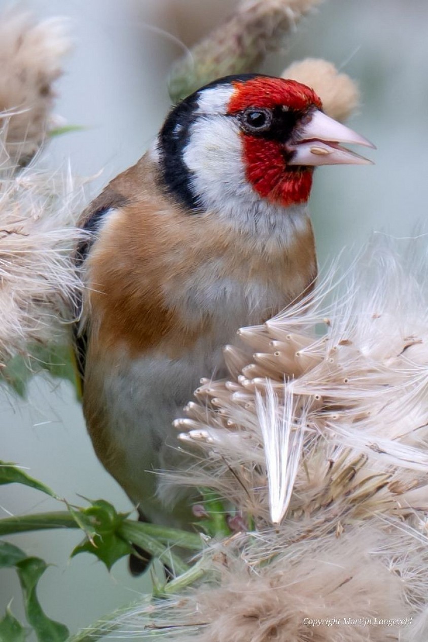 Goldfinch July 4, 2026 Sloterdijk
