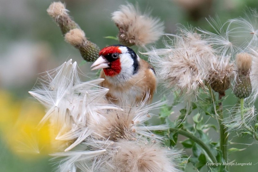 Goldfinch July 4, 2026 Sloterdijk