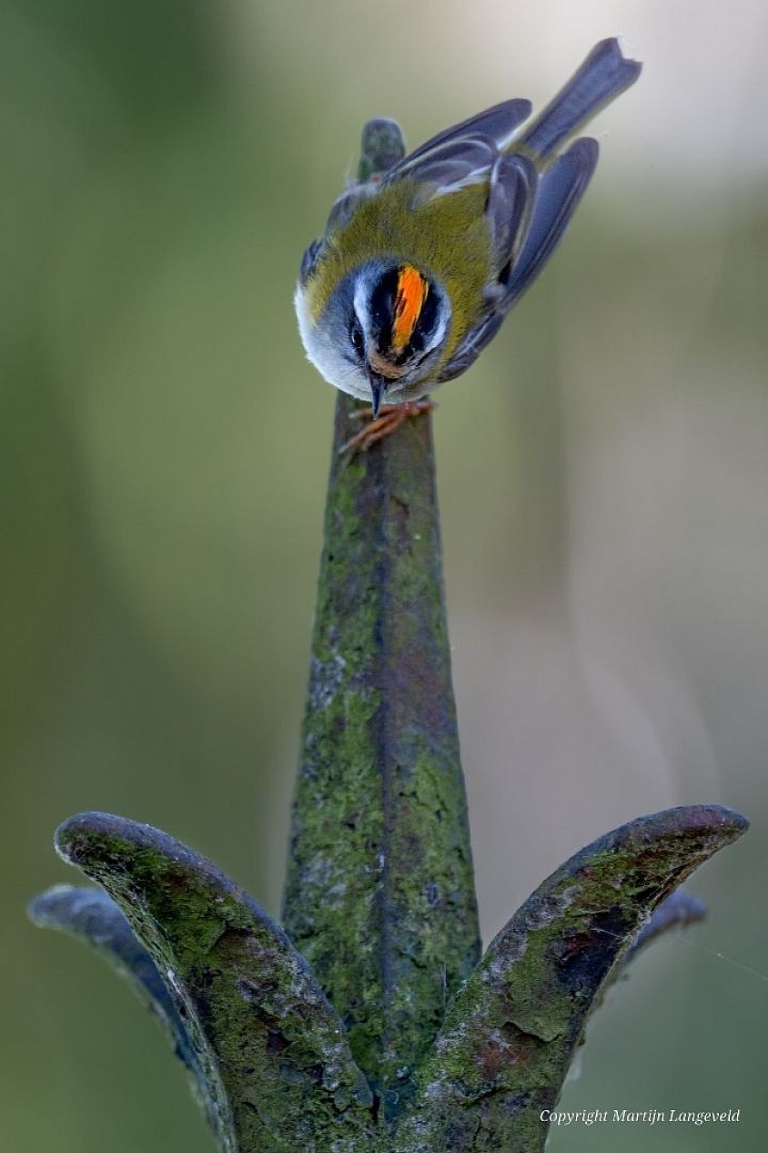 Firecrest Chateau de Brissac
