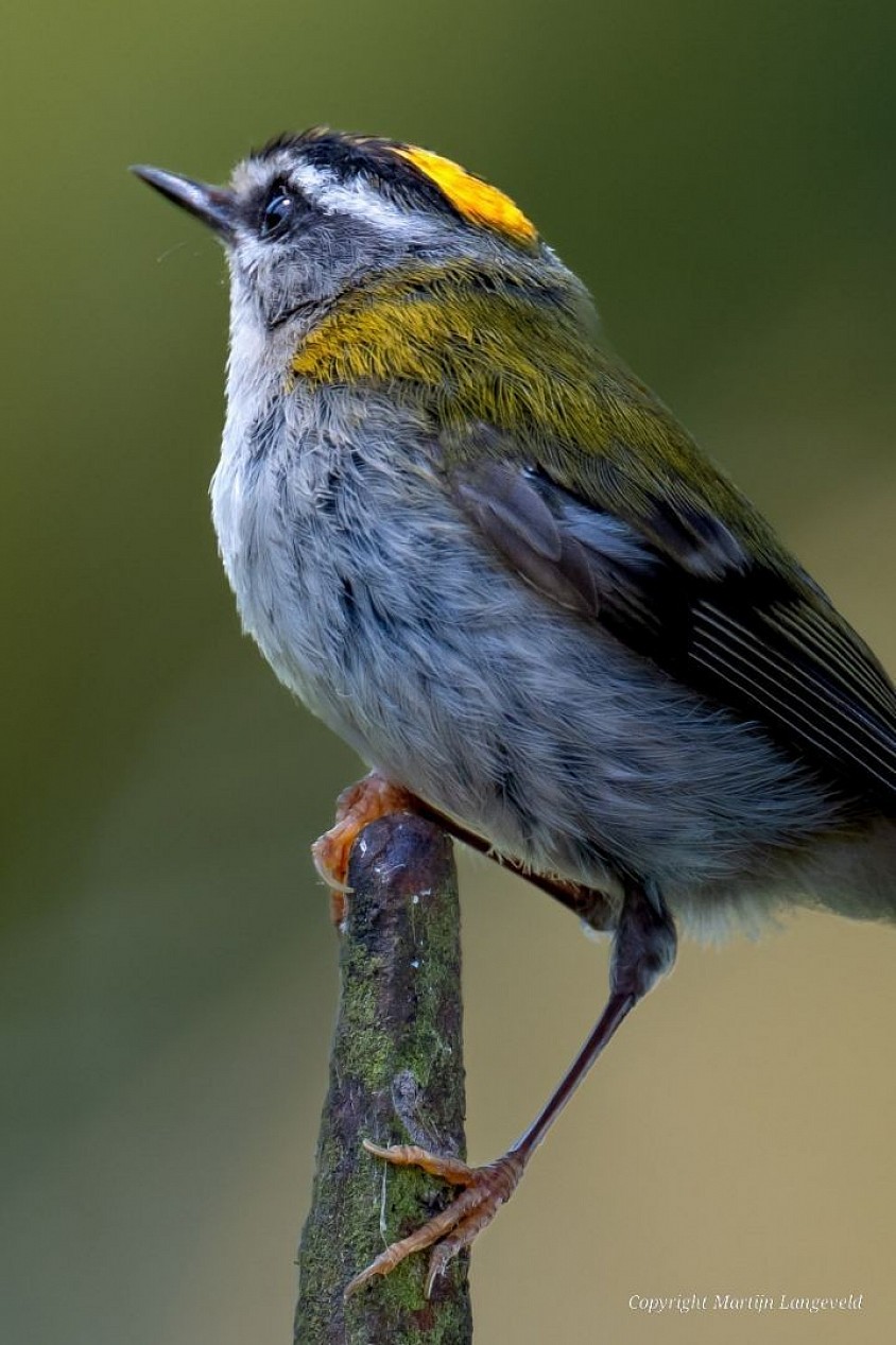 Firecrest Chateau de Brissac