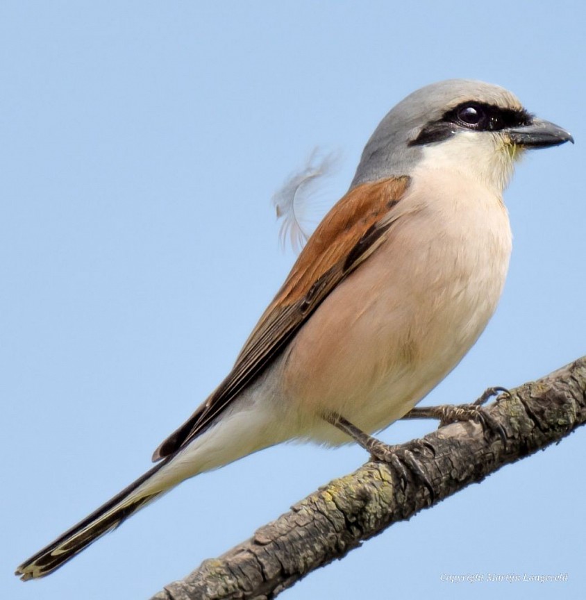 Red-backed Shrike - Panreux