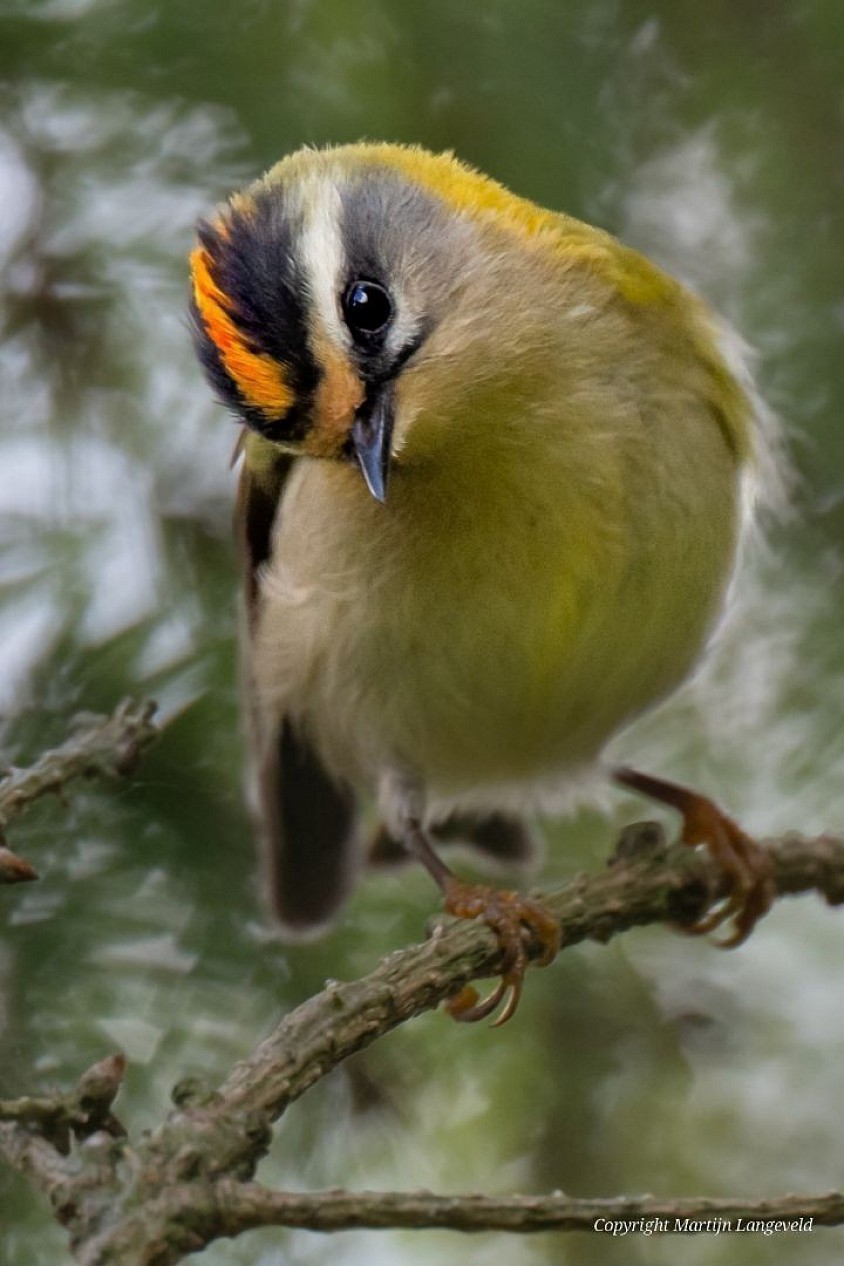 Firecrest 13 September 2026 Gardens of West