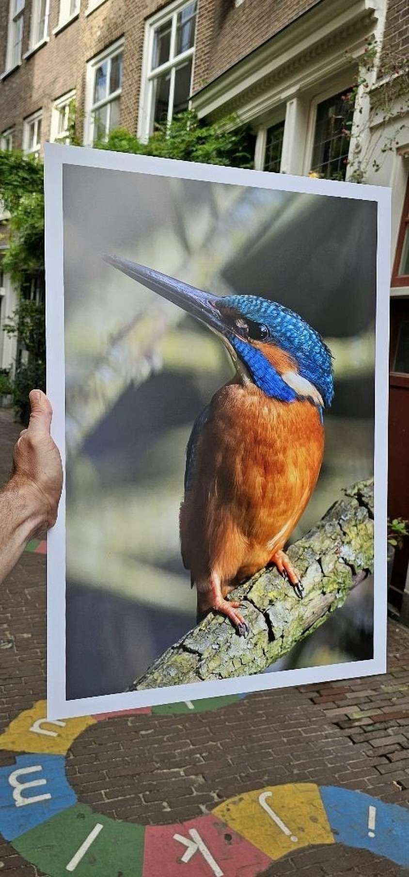 Kingfisher 60x40cm