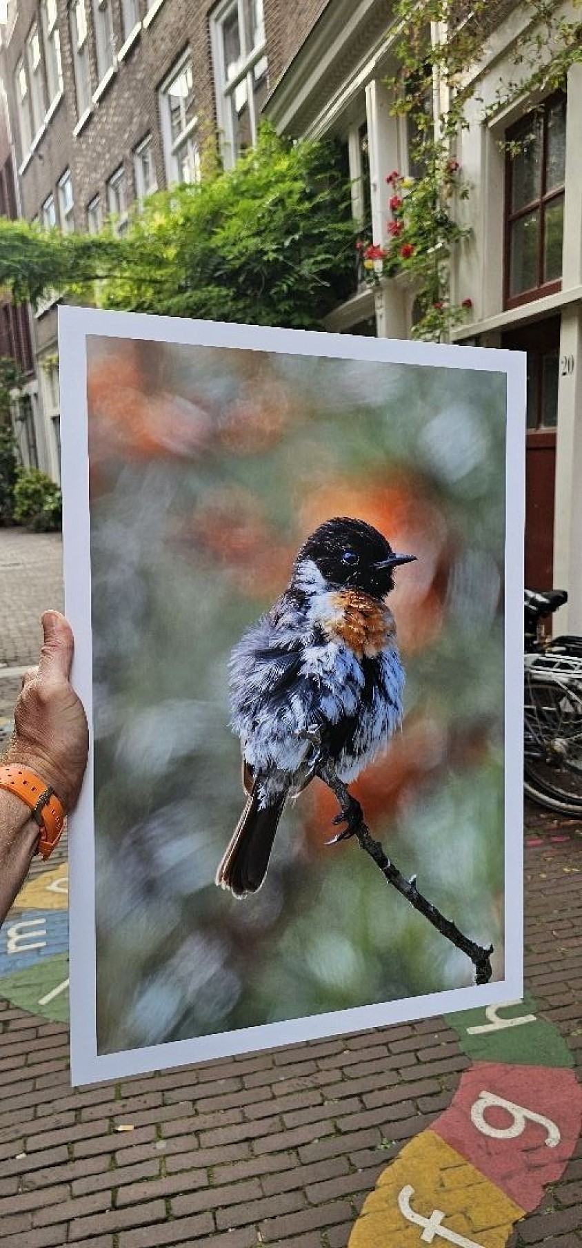 European Robin 60x40cm