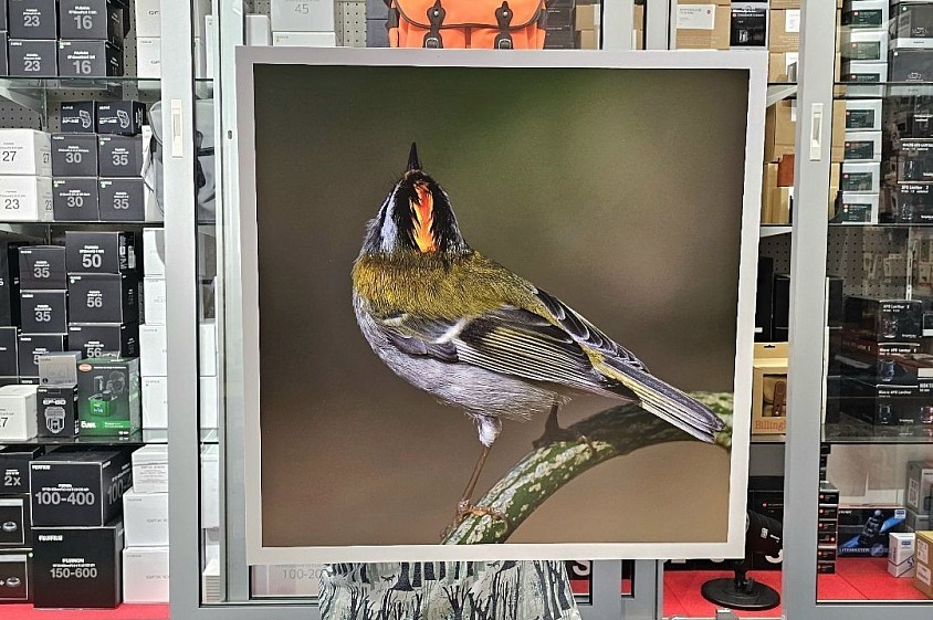 Firecrest 60x60cm