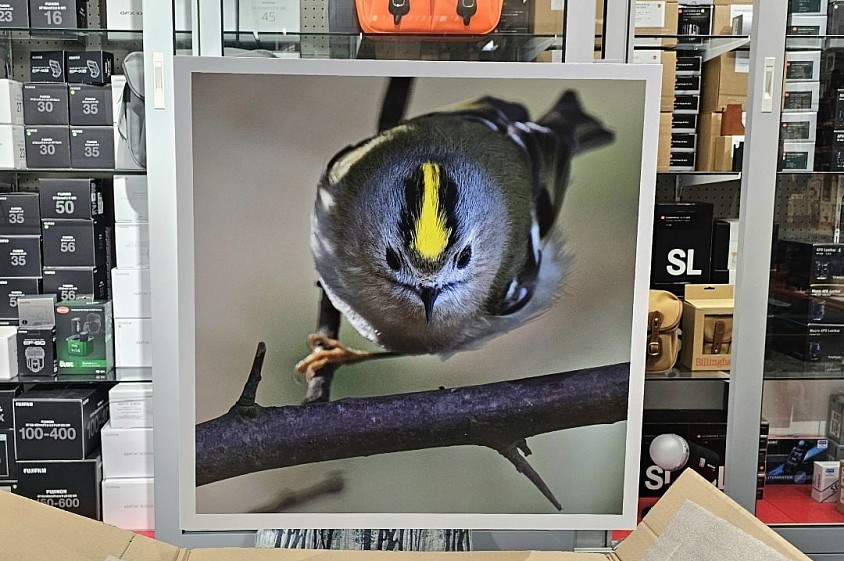 Goldcrest 60x60cm