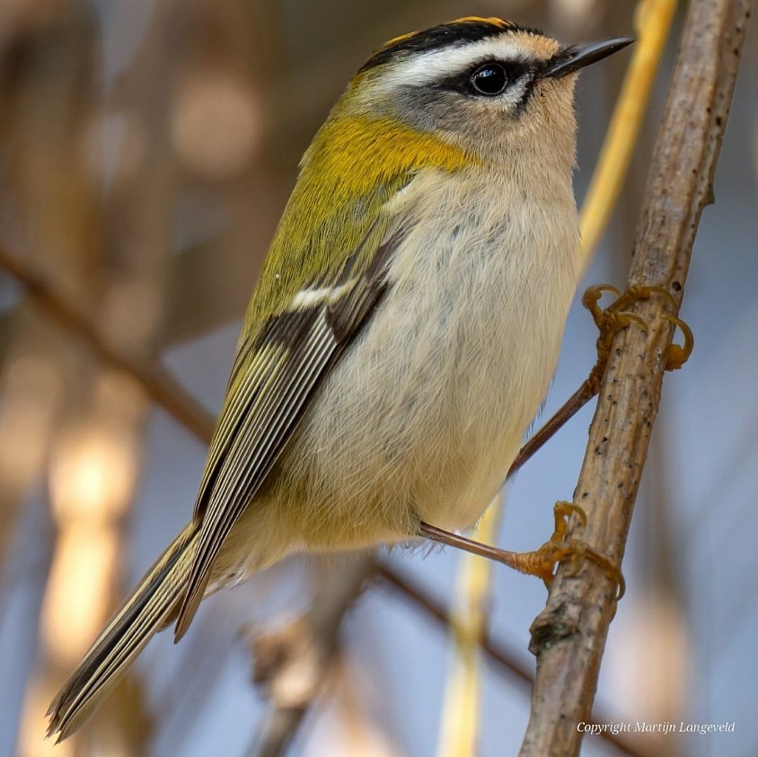 Firecrest October 4, 2026 Frankendael