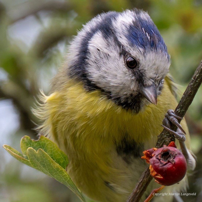 Blue Tit September 15, 2026 Gardens of West