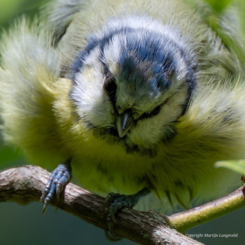 Blue Tit September 5, 2026 Gardens of West
