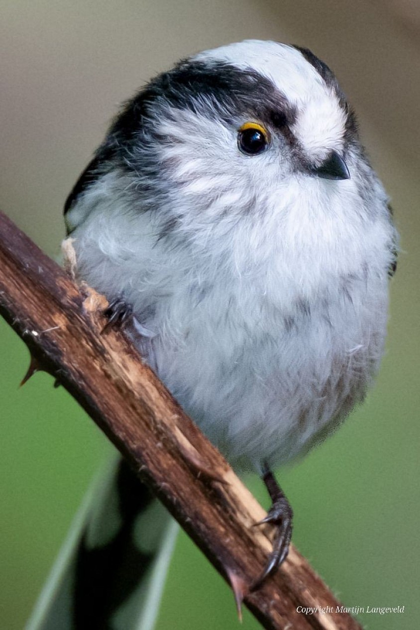 Long-tailed Tit October 19, 2026 Vliegenbos