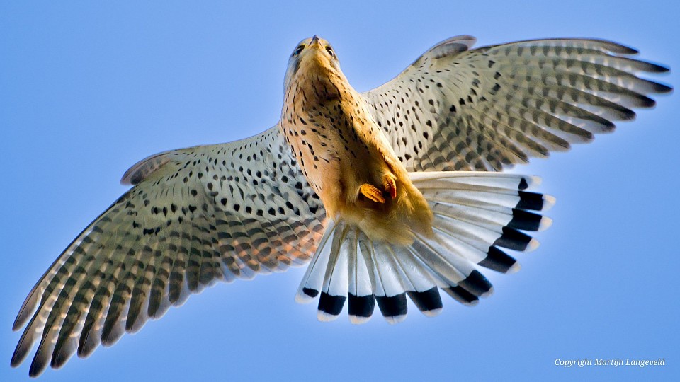 Torenvalk Amsterdamse Waterleidingduinen