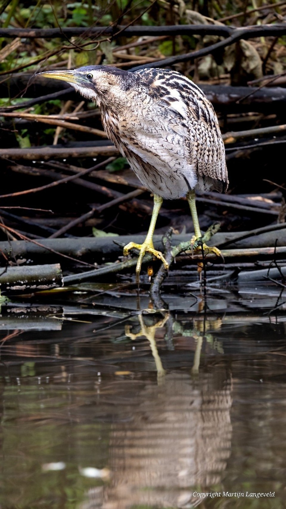 Roerdomp 'Ronnie' Vondelpark