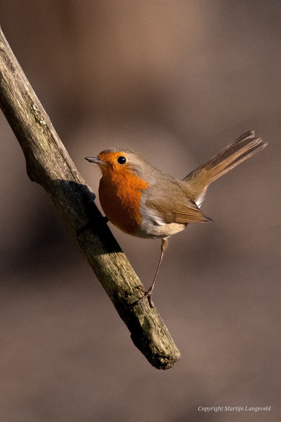 Roodborst Nieuwdammerdijk