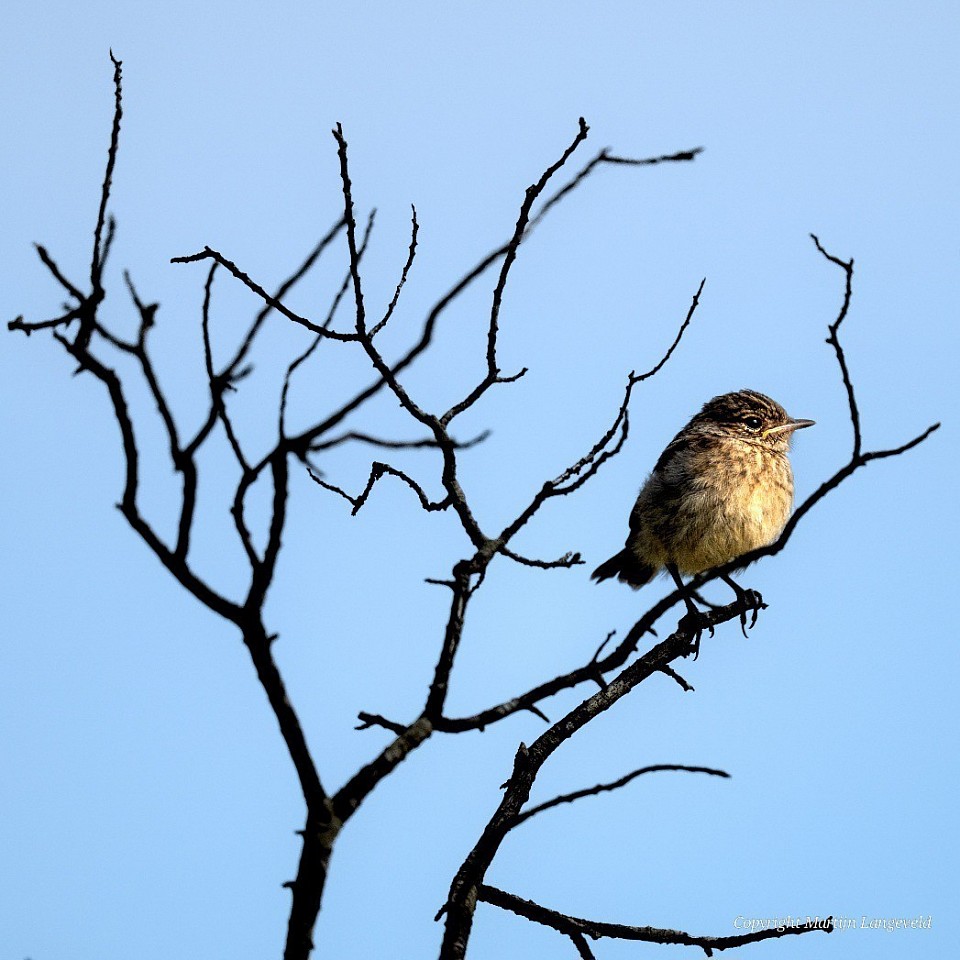Roodborsttapuit jong Amsterdamse Waterleidingduinen