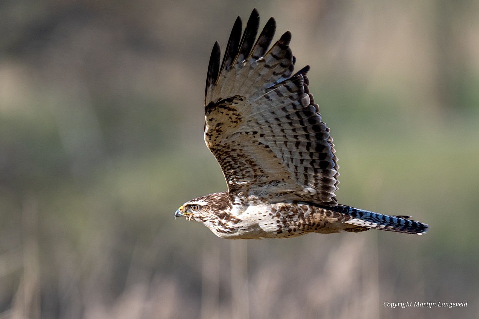 Buizerd Tuinen van West