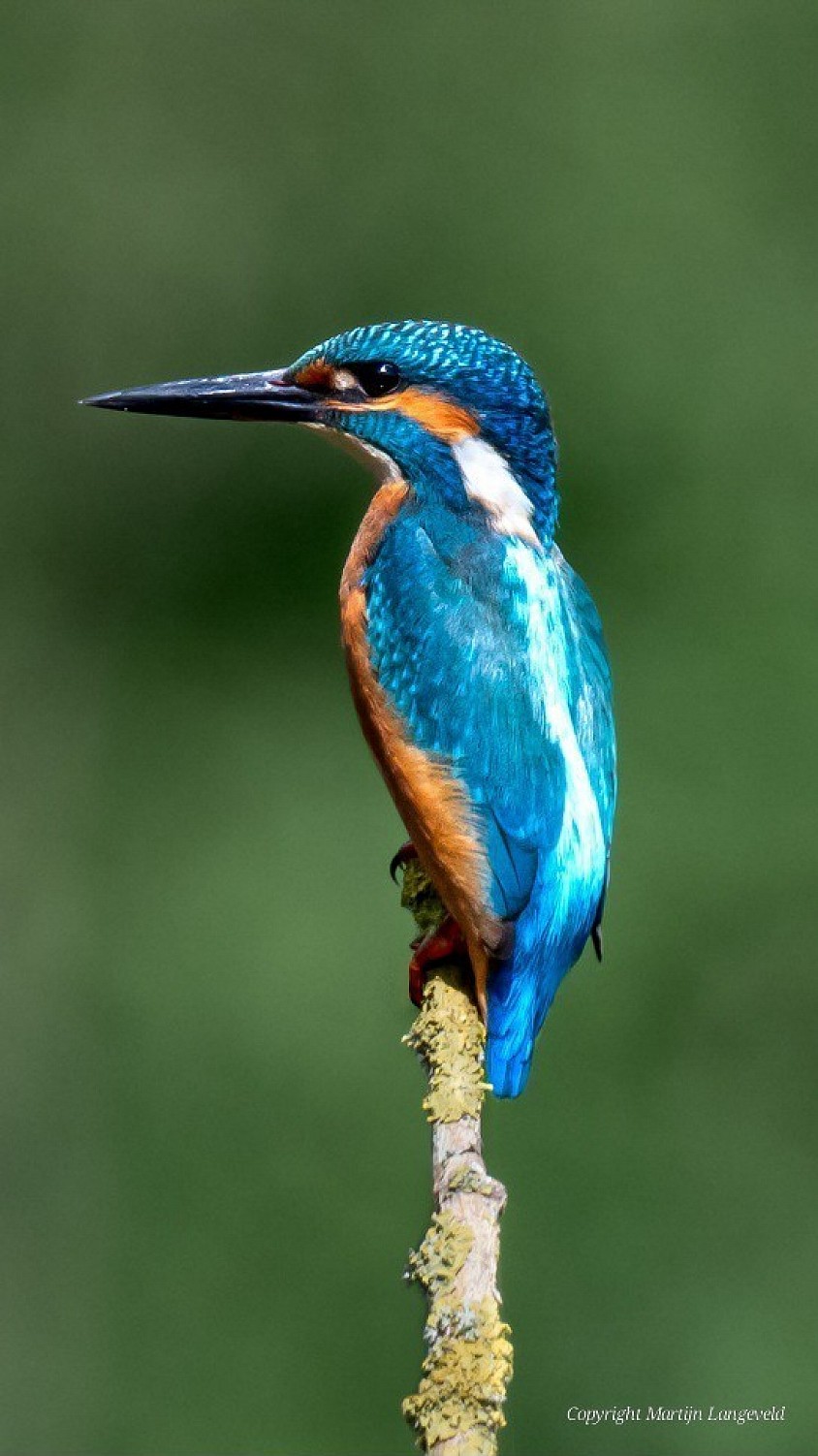 IJsvogel Tuinen van West