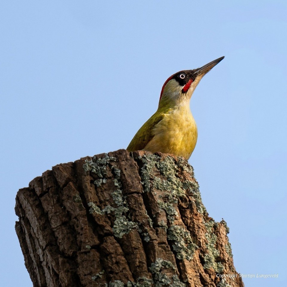 Groene specht Amsterdamse Bos